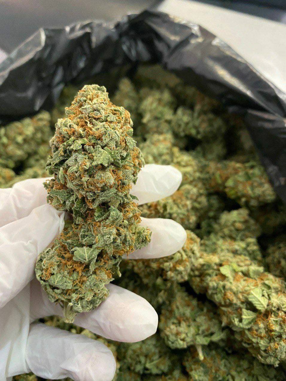 Jack Herer Strain Jack Herer Strain