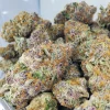 Black Berry Strain