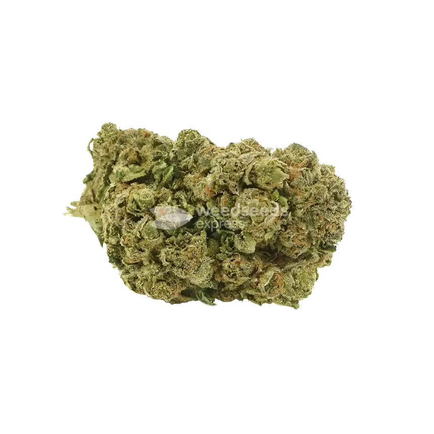 Blue Cheese Strain 2 Blue Cheese Strain