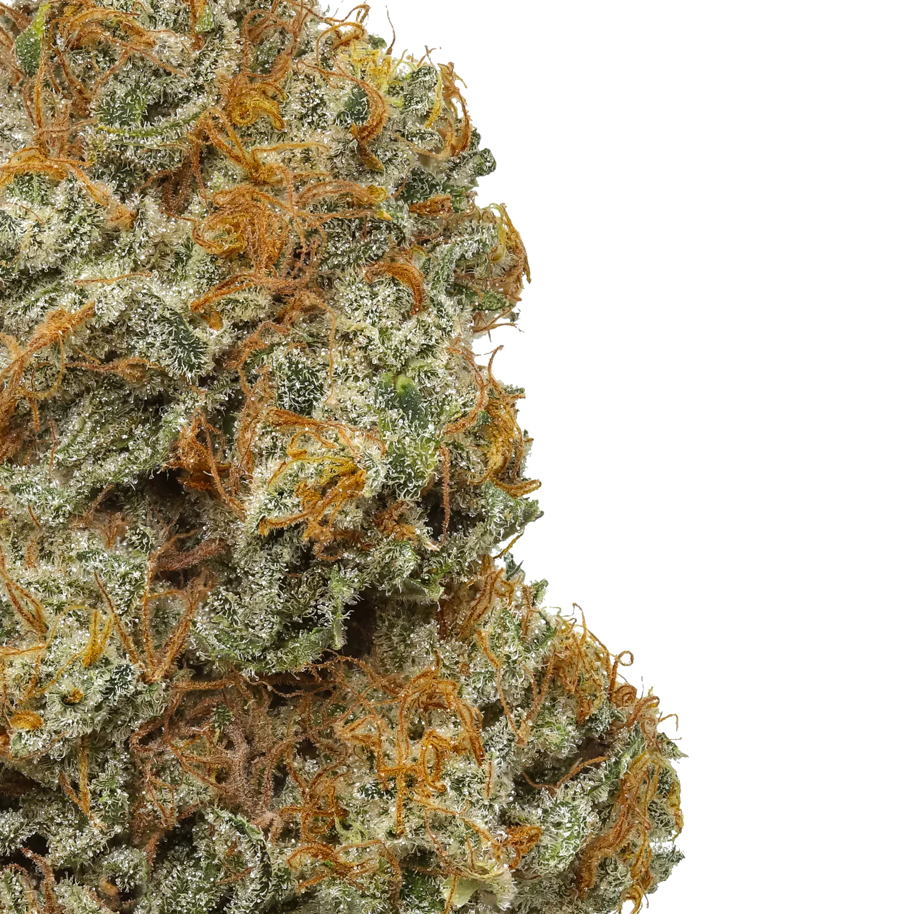 Northern Lights strain 2 Northern Lights strain