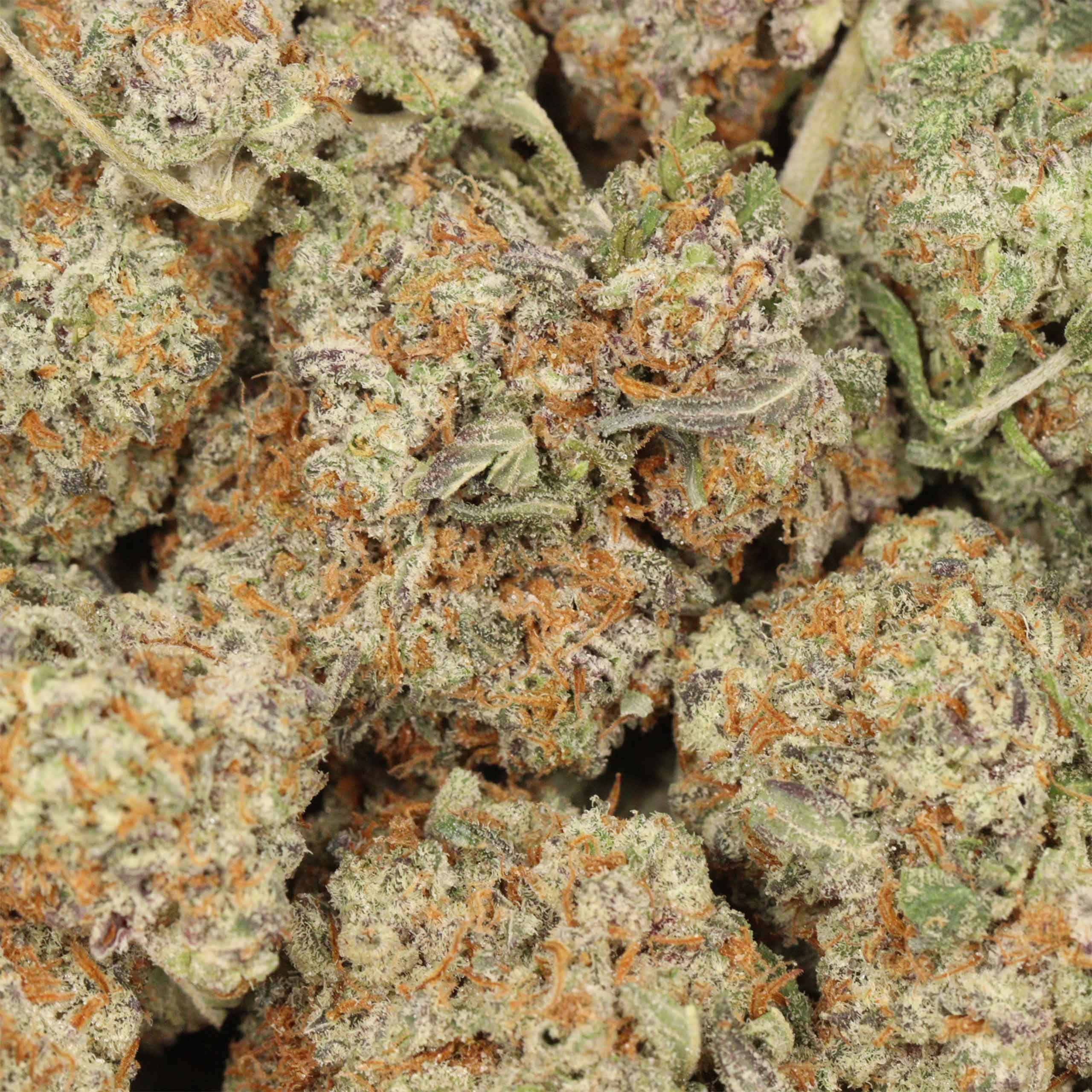 Northern Lights strain 3 Northern Lights strain