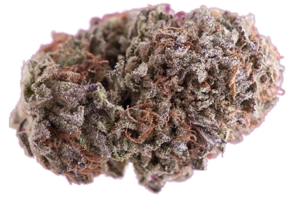 purple-kush-marijuana-strain-1