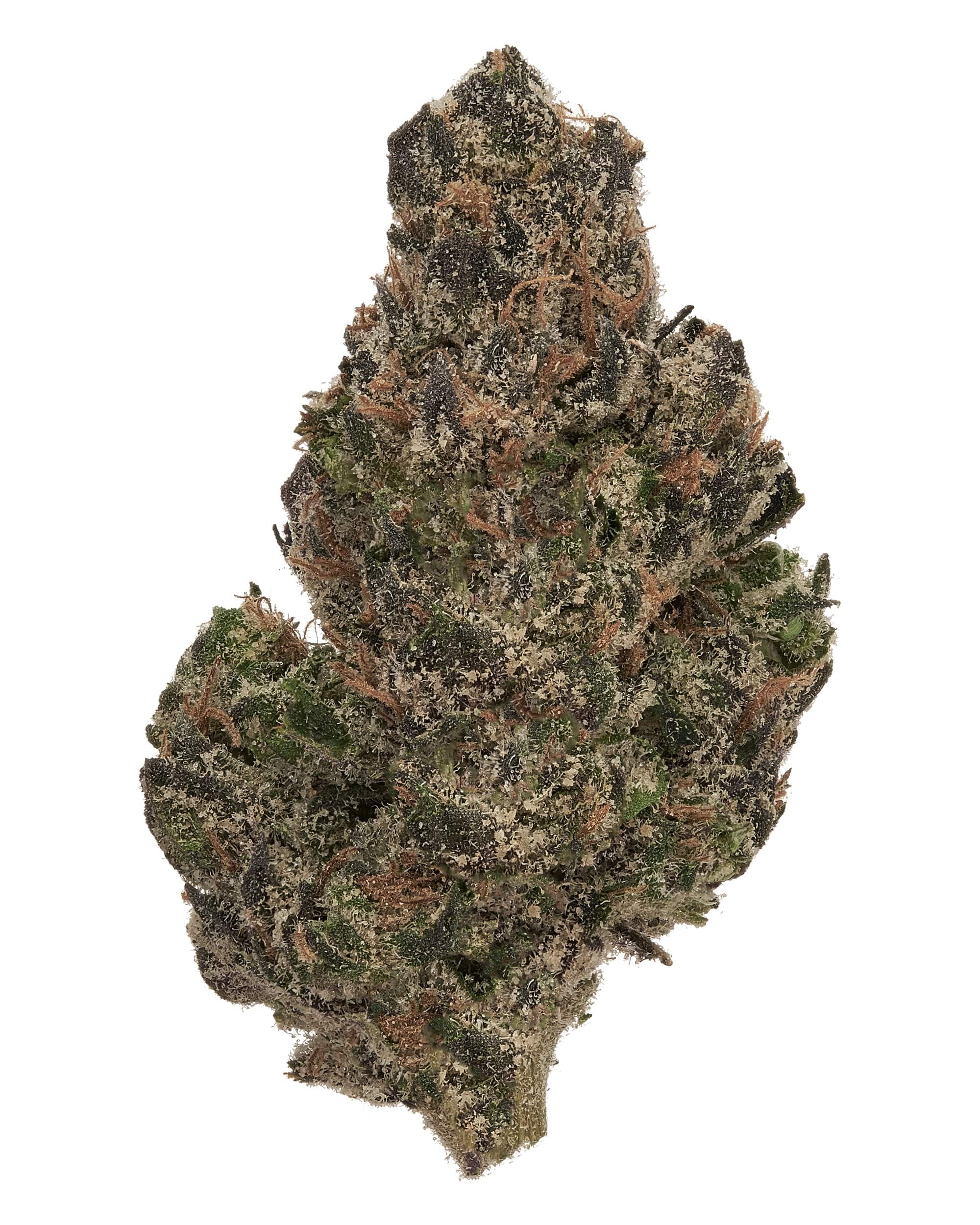 BlackTie-BiscottiRuntzTHCAflower_singlebudproductshotonwhitebackground