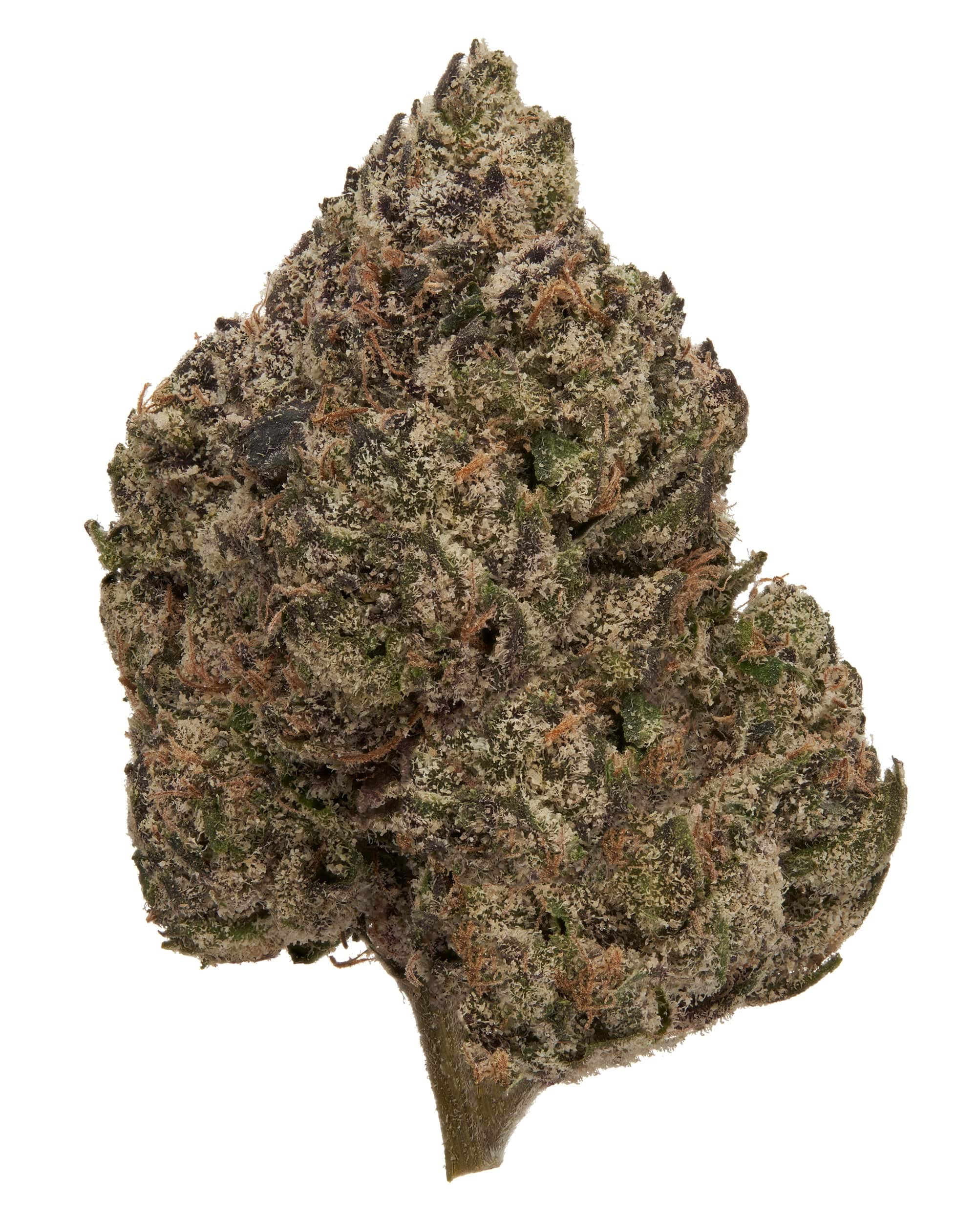 BlackTie-BlackRuntzTHCAflower_singlebudproductshotonwhitebackgroundv2