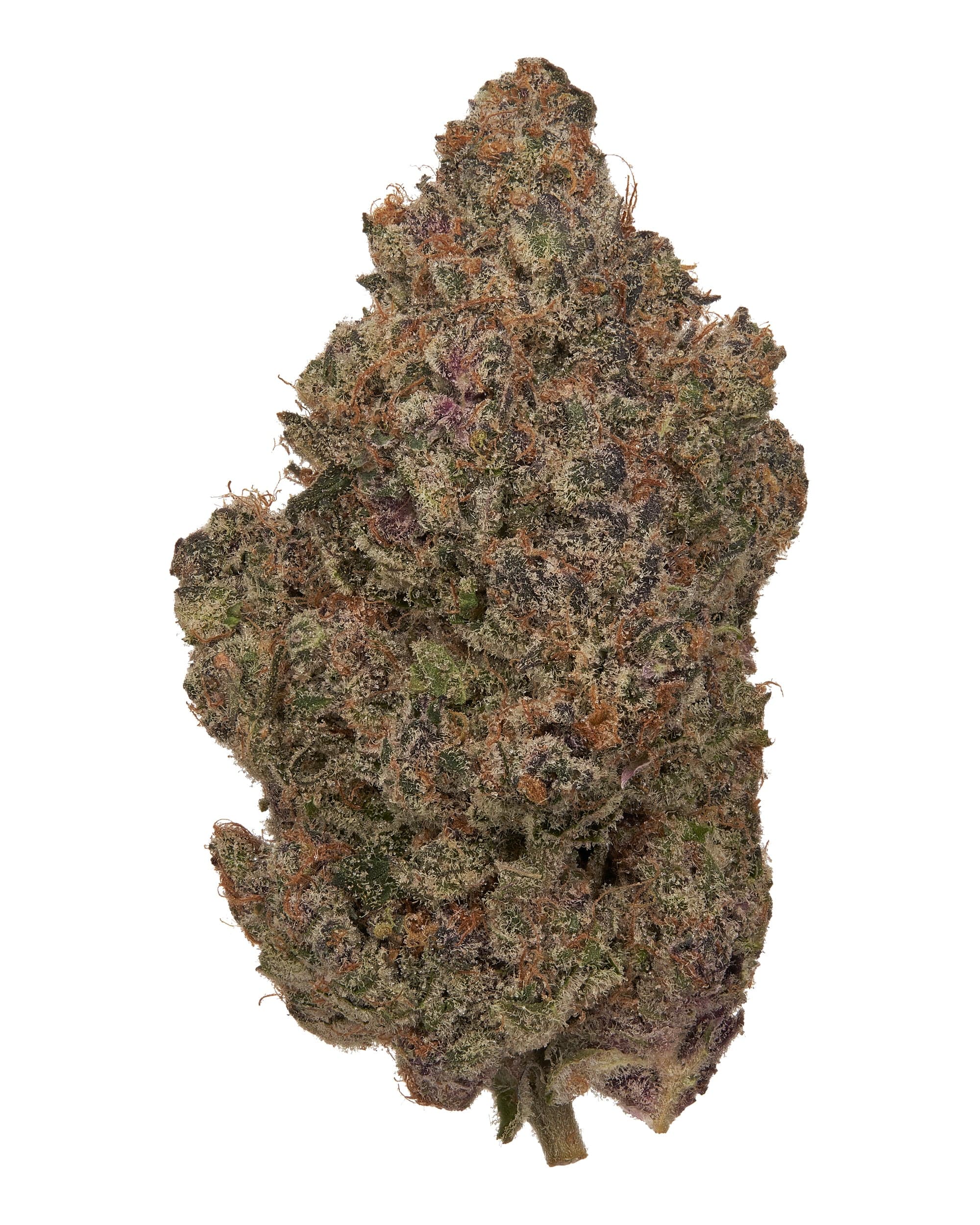 BlackTie-OrangeCreamsicle_macrobudcloseupshotonwhitebackground Orange Creamsicle Strain
