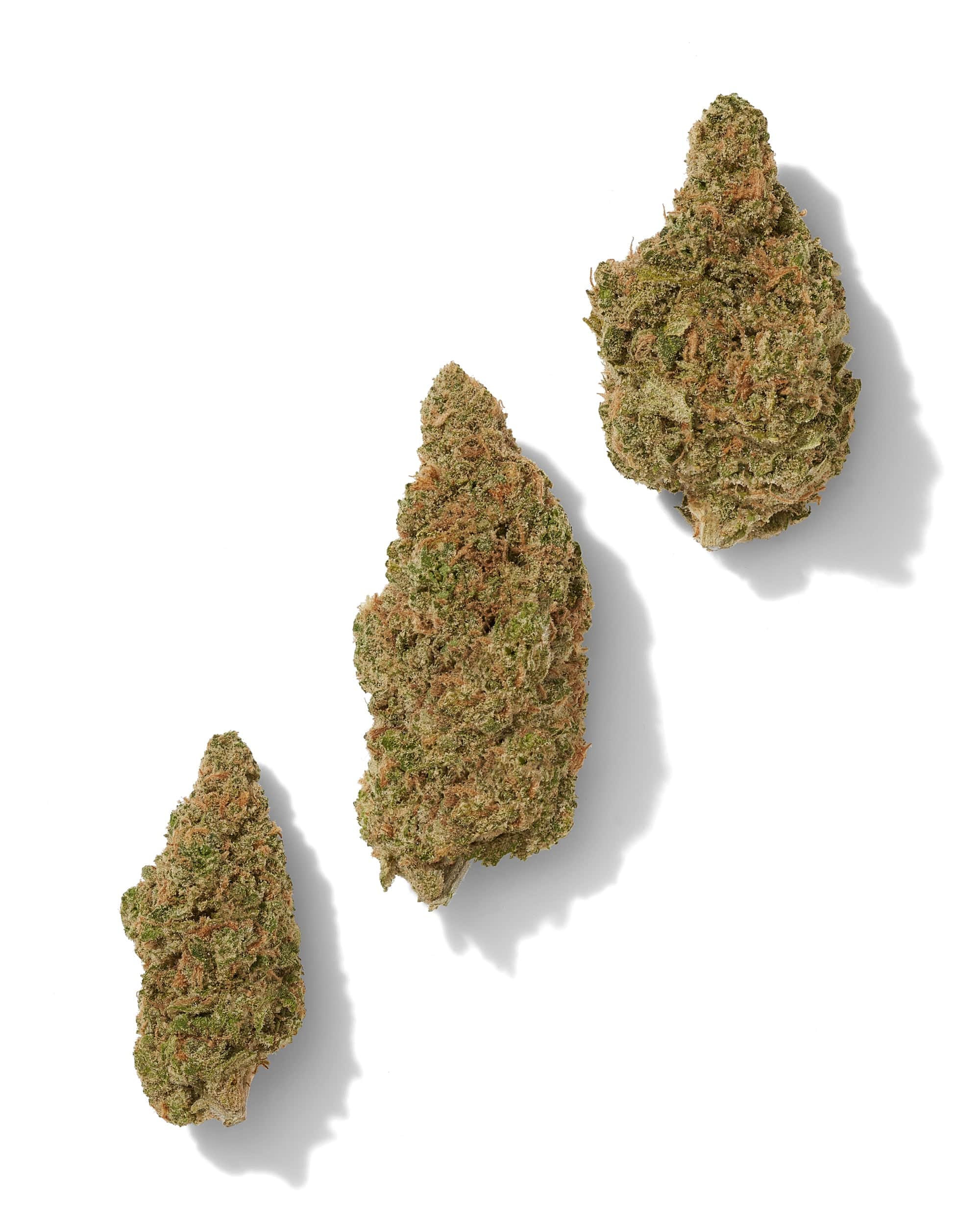 Black_Tie_-_Blue_Dream_three_buds_on_white_background