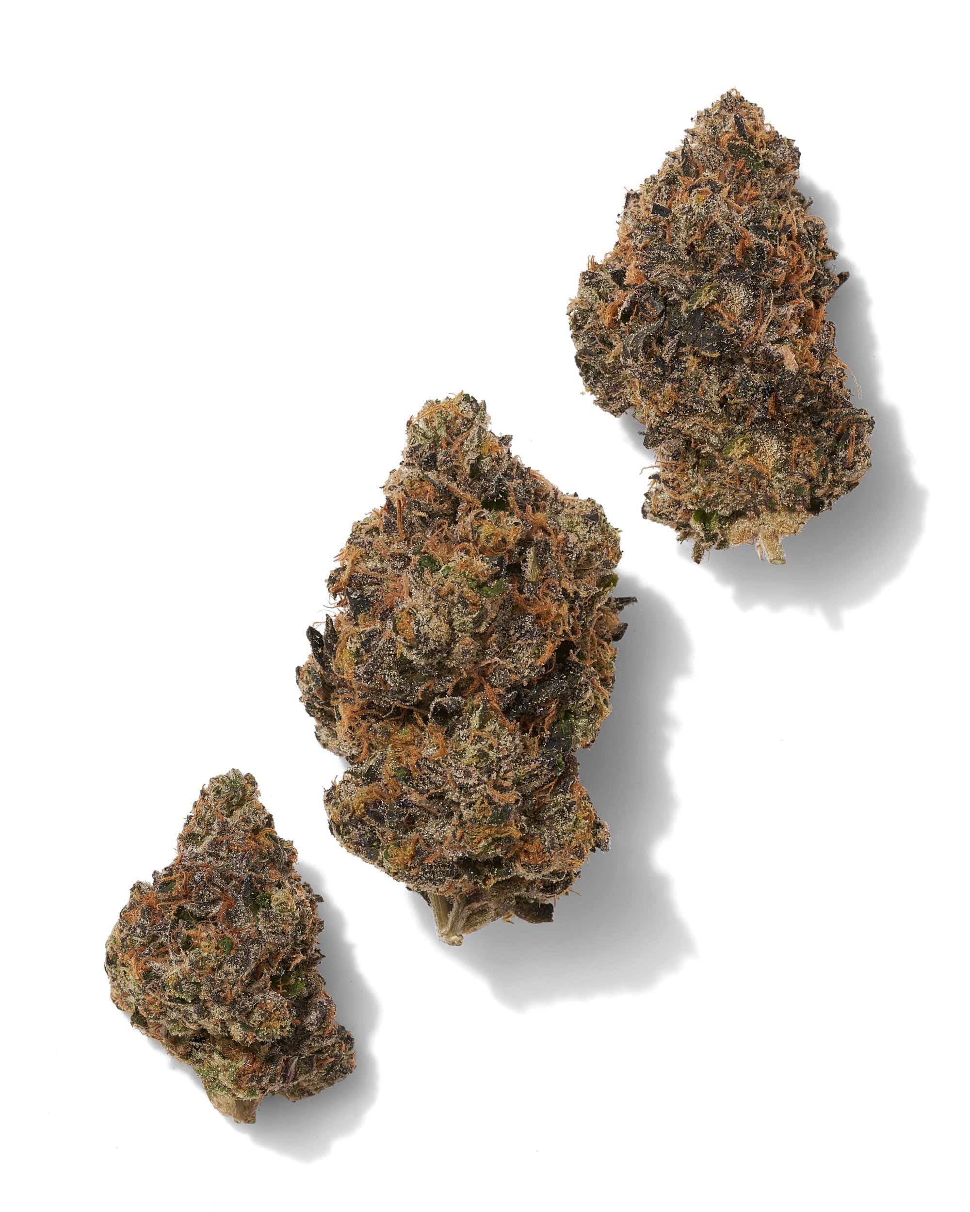 Black_Tie_-_Sunset_Sherbet_three_buds_on_white_background