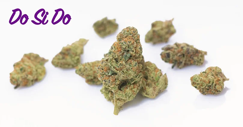 Dosido Strain